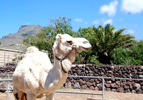 White camel in Tenerife