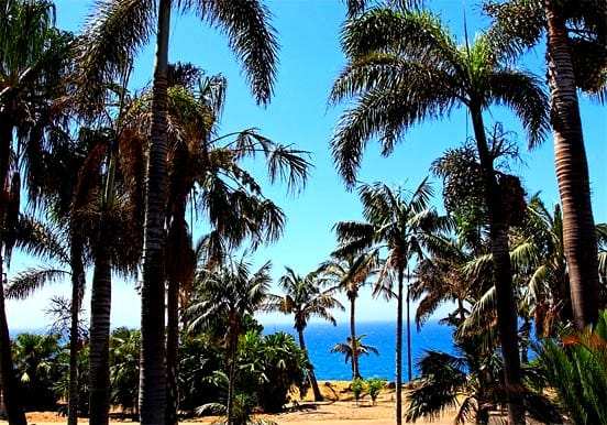 Trees at Palmetum Botanical Garden in Tenerife