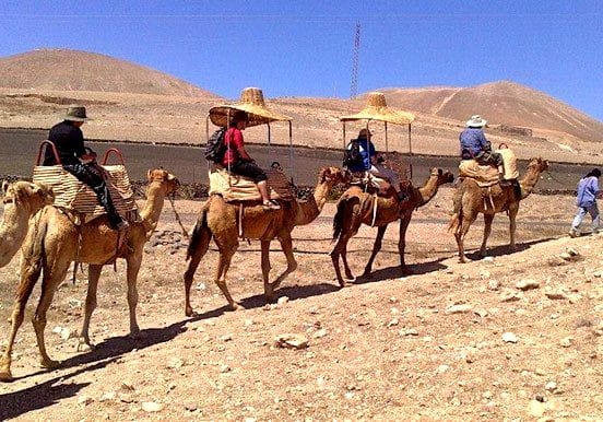 Camel tour in Lanzarote