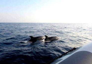 Dolphin spotting in Mallorca