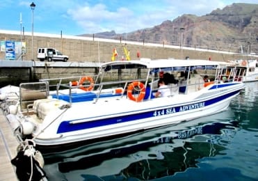 Spot dolphin with speed boat Los Gigantes