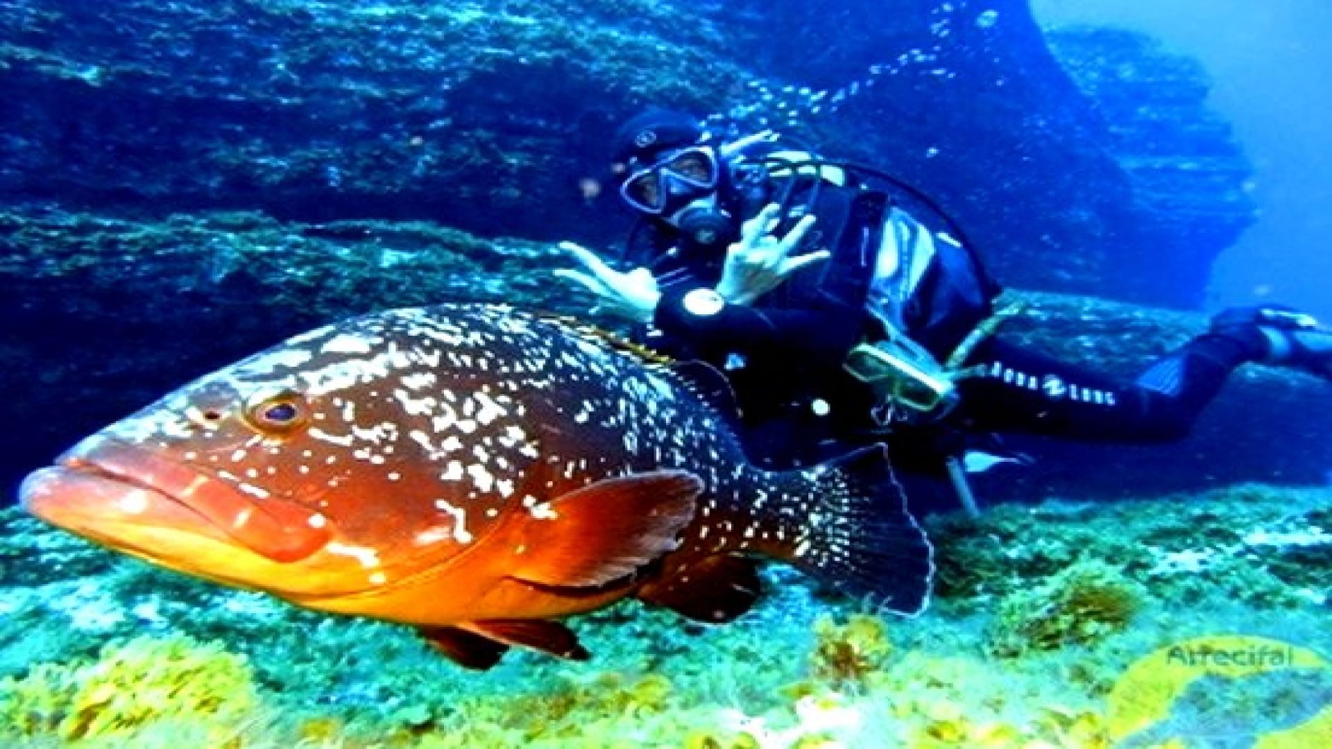 Diving in the impressive underwater of el hierro