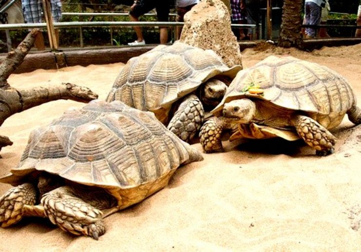 Giant turtles at Loro Parque Puerto de la Cruz
