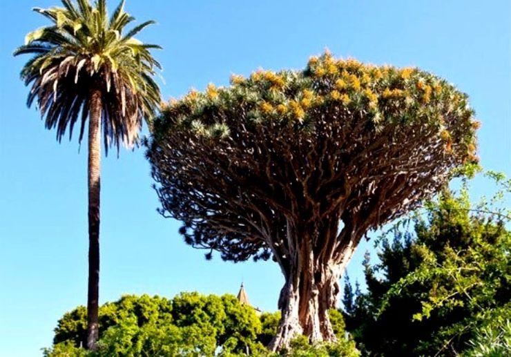 Drago tree in Tenerife