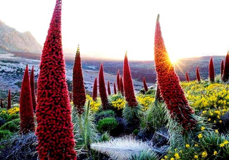 Tajinastes flowers in Teide