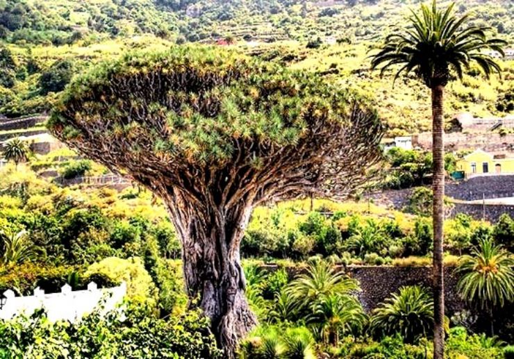 Massive drago tree in Icod de los Vinos