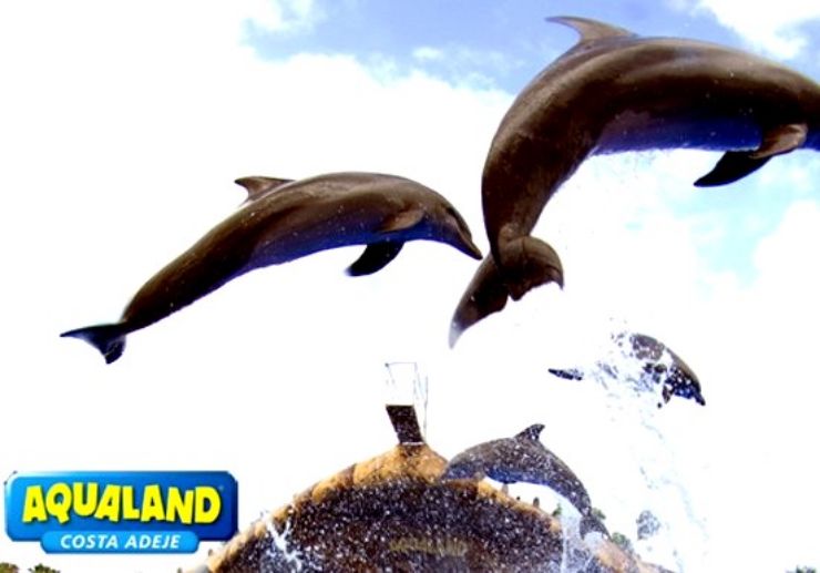 Aqualand dolphins show