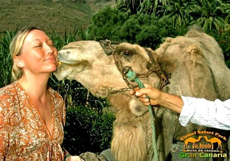 Camel kissing in Gran Canaria