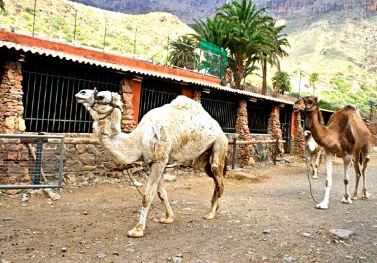 Camel Safari tour Gran Canaria