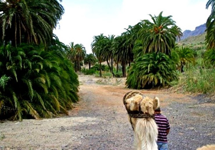 Camel safari tour through Oasis of Thousand Palms