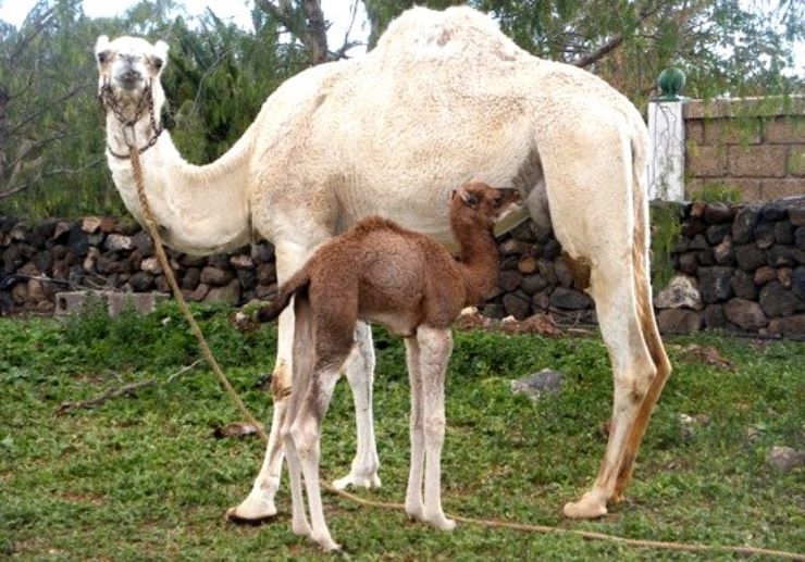 Baby and mother camel at Camel Park in Tenerife