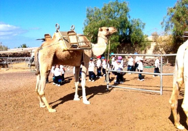 Camel safari trip Tenerife