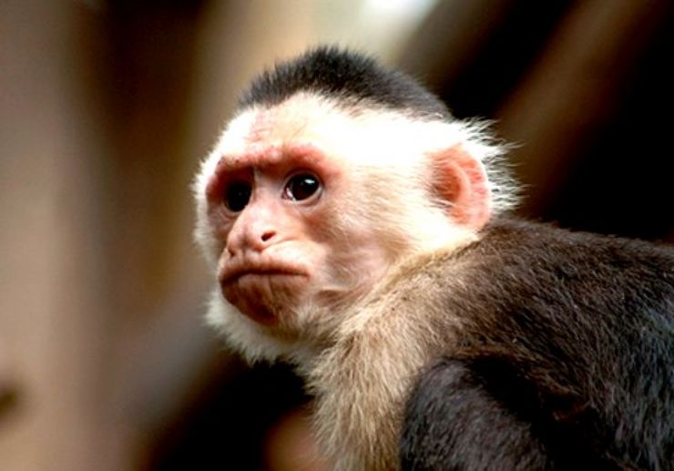 Capuchin monkey in Jungle Park Tenerife