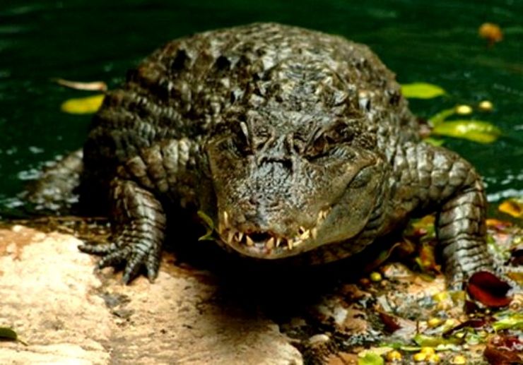 Crocodiles in Jungle Park Tenerife