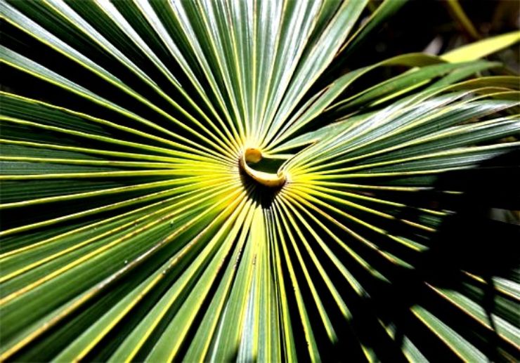 Palm leaves pattern at Palmetum Botanical Garden