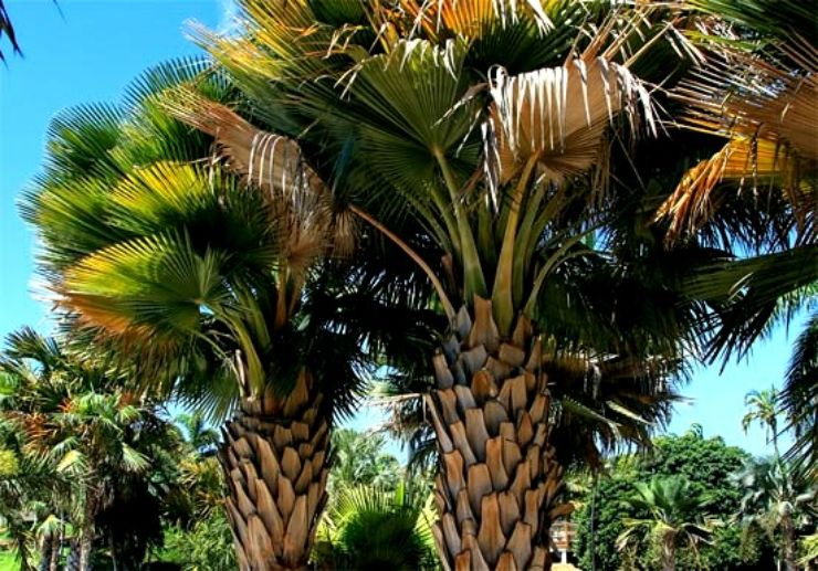 Palm trees at Tenerife Palmetum Botanical Garden