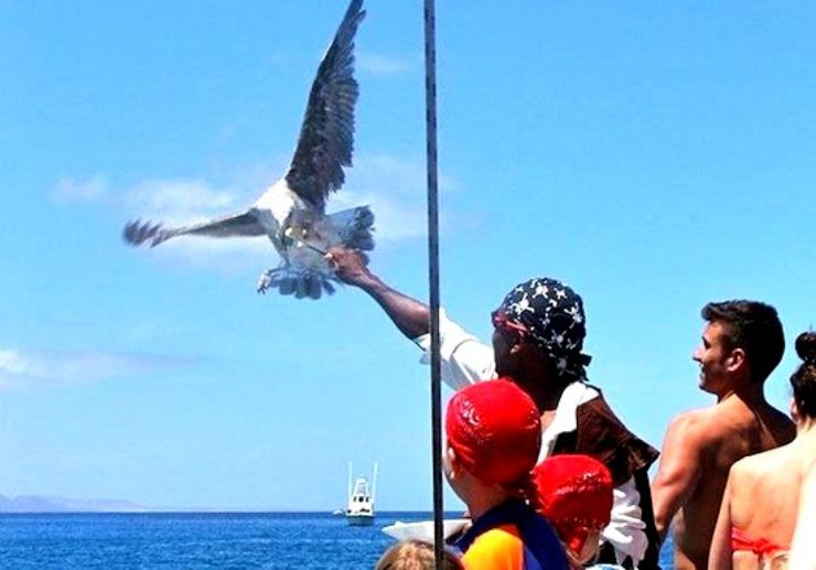 Eagle feeding onboard catamaran sailing