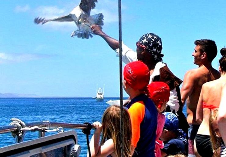 Spot eagle on catamaran sailing in Lanzarote