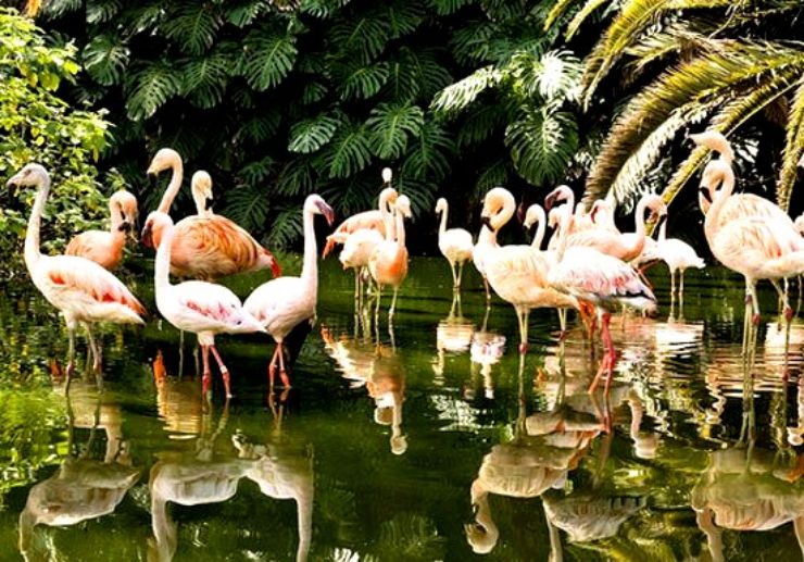 See pink flamingos in Loro Parque