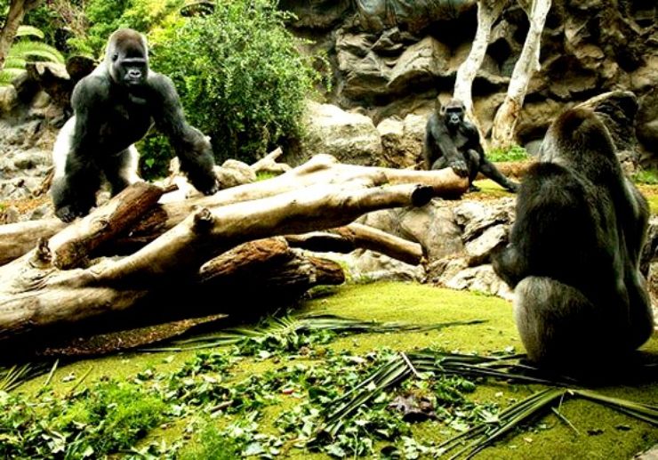 Visit gorillas in Loro Park Puerto de la Cruz