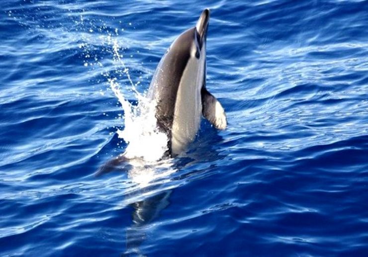 La Palma dolphin and whale watching