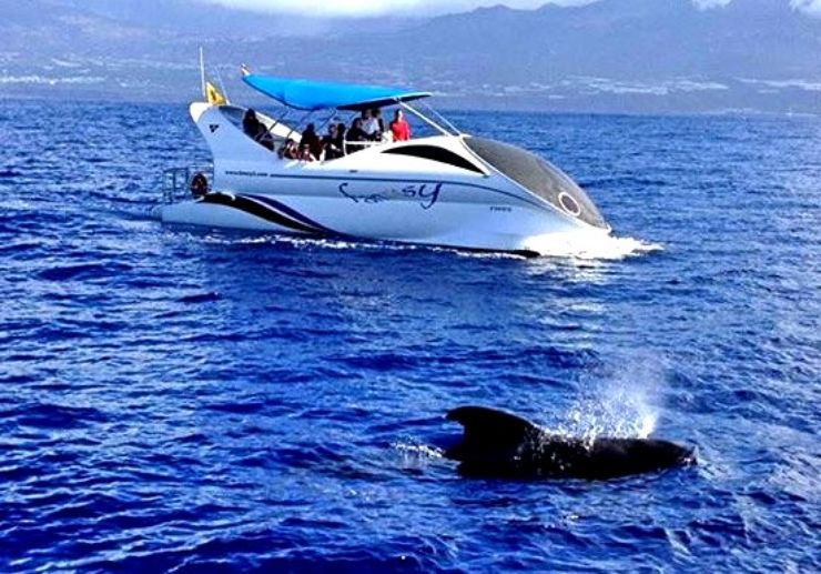 Spot dolphins and whales in La Palma