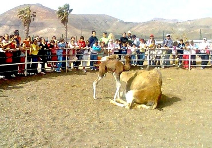 Lanzarote camel tour
