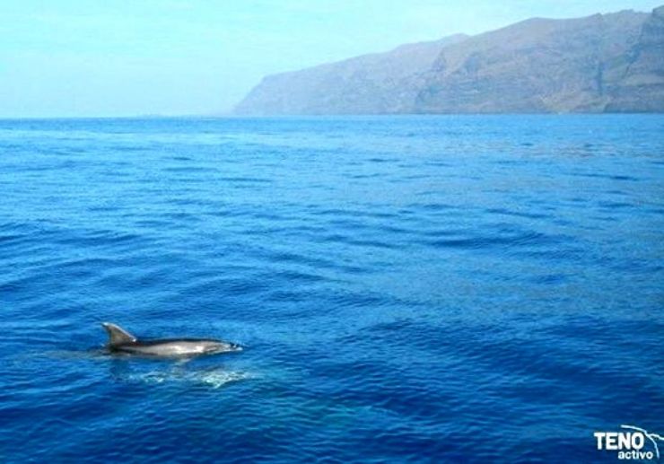 Spot dolphins and whales in Los Gigantes