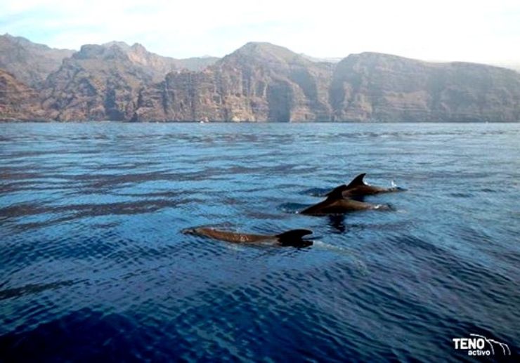 Tenerife whale watching and kayaking combo