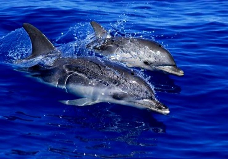 Watch dolphin off the coast of Los Gigantes