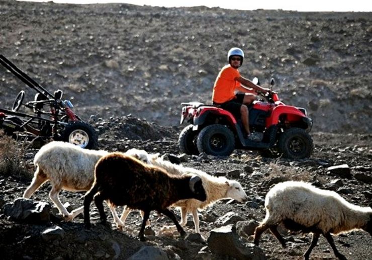Goat in Jandia quad and buggy tour
