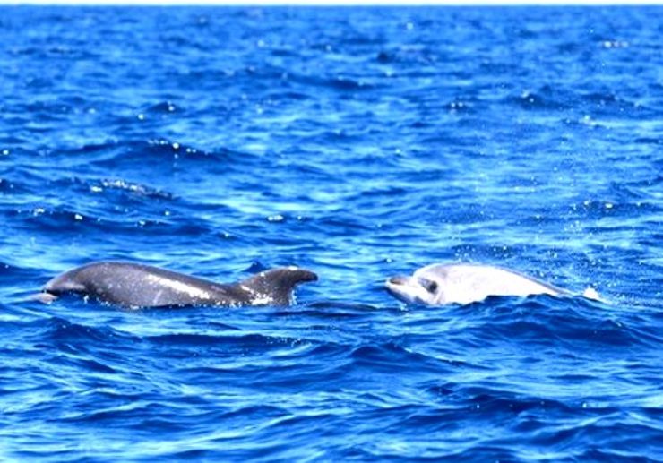 See dolphins in Palm Mar Tenerife