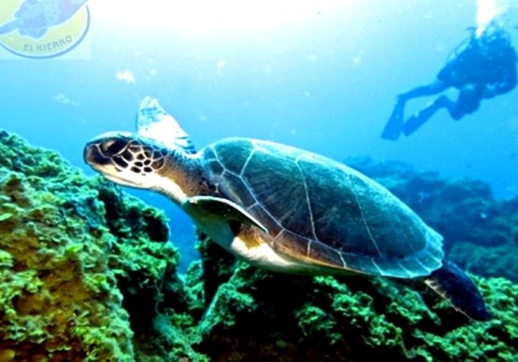 See turtles while diving in El Hierro