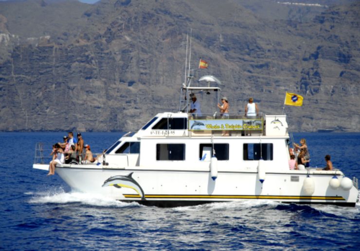 dolphin whalewatching los gigantes
