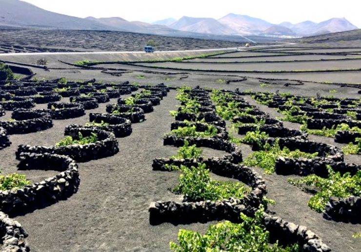 See vine plantation on polaris slingshot tour Lanzarote