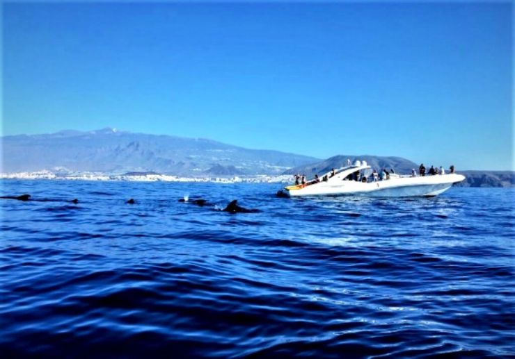 Amazing boat trip Tenerife spot whales