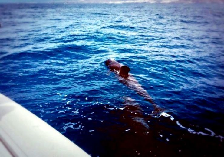 Spot whale while on boat trips in Tenerife