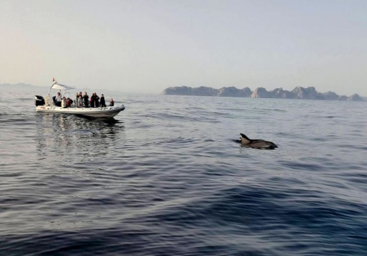Dolphin spotting Mallorca