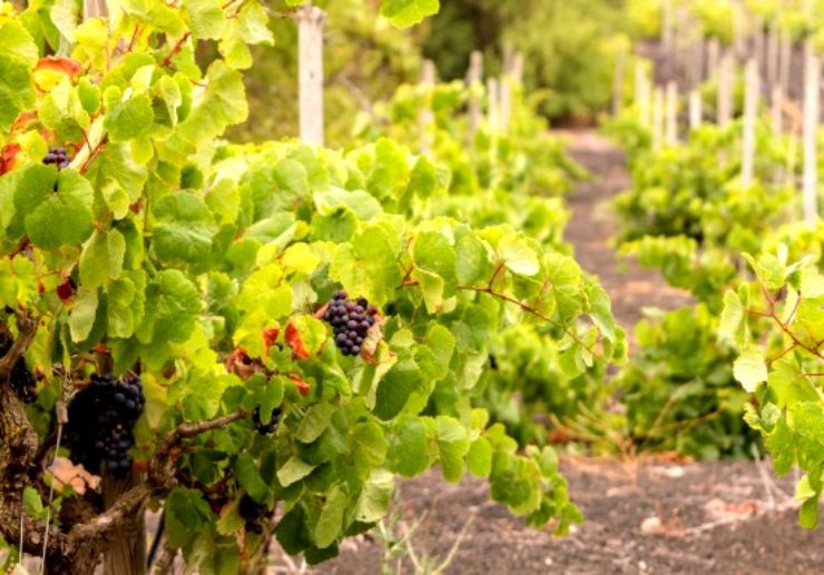 Vineyard visit Gran Canaria with wine tasting