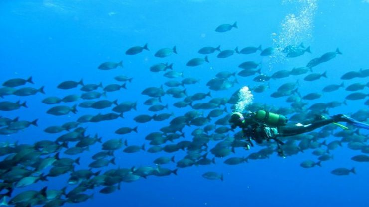 Diving with group of fishing in el hierro