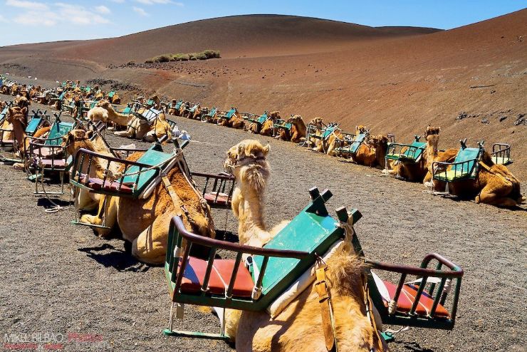 Camel ride at foot hill of Fire Mountain near Timanfaya